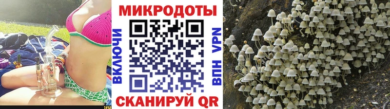 OMG   Куртамыш  Псилоцибиновые грибы Cubensis 