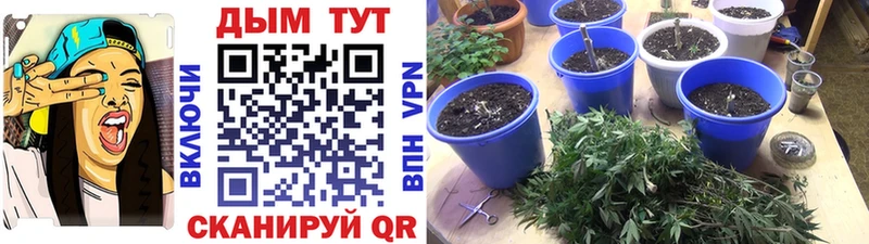 купить  цена  Куртамыш  KRAKEN как войти  Каннабис Amnesia 